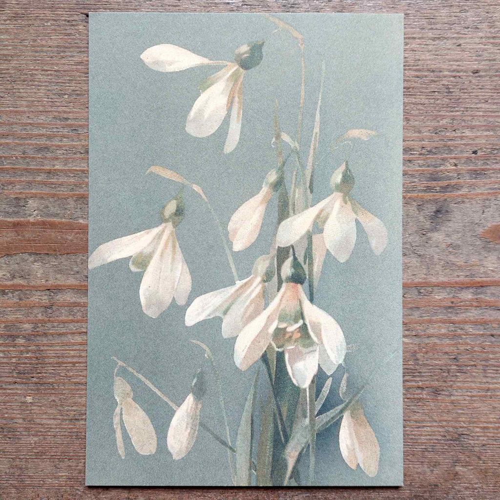 Vintage Flower Postcard Snowdrops