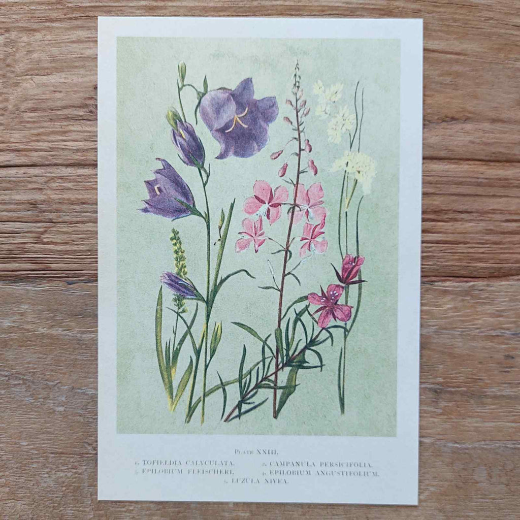 Vintage Flower Postcard Summer flowers