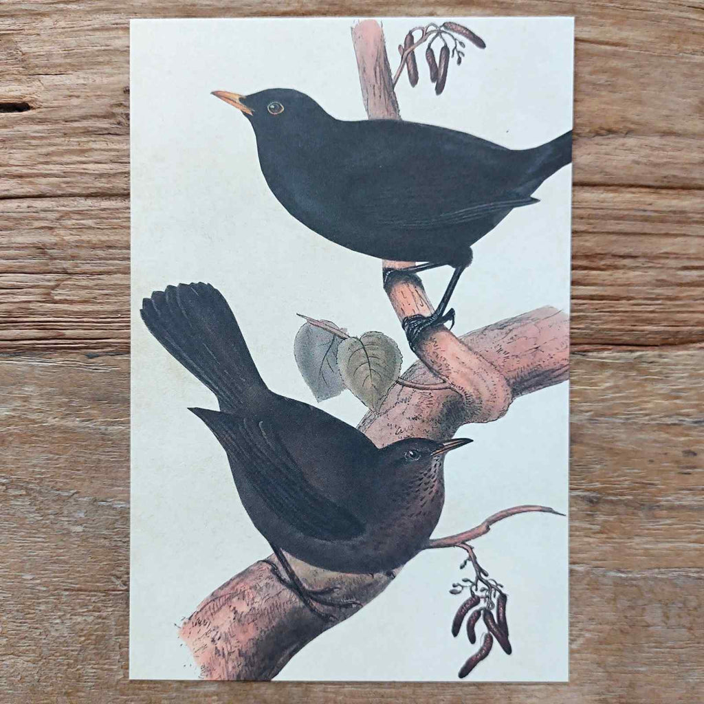 Vintage Nature Postcard Blackbirds