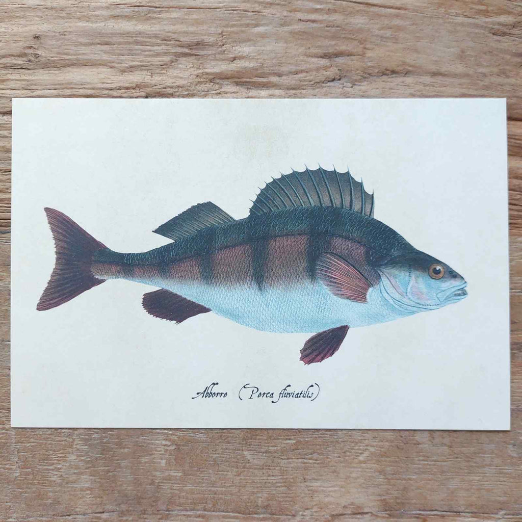 Vintage Nature Postcard Fish