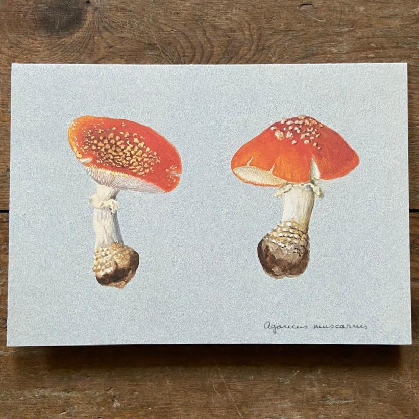 Vintage card The Toadstool botanical drawing