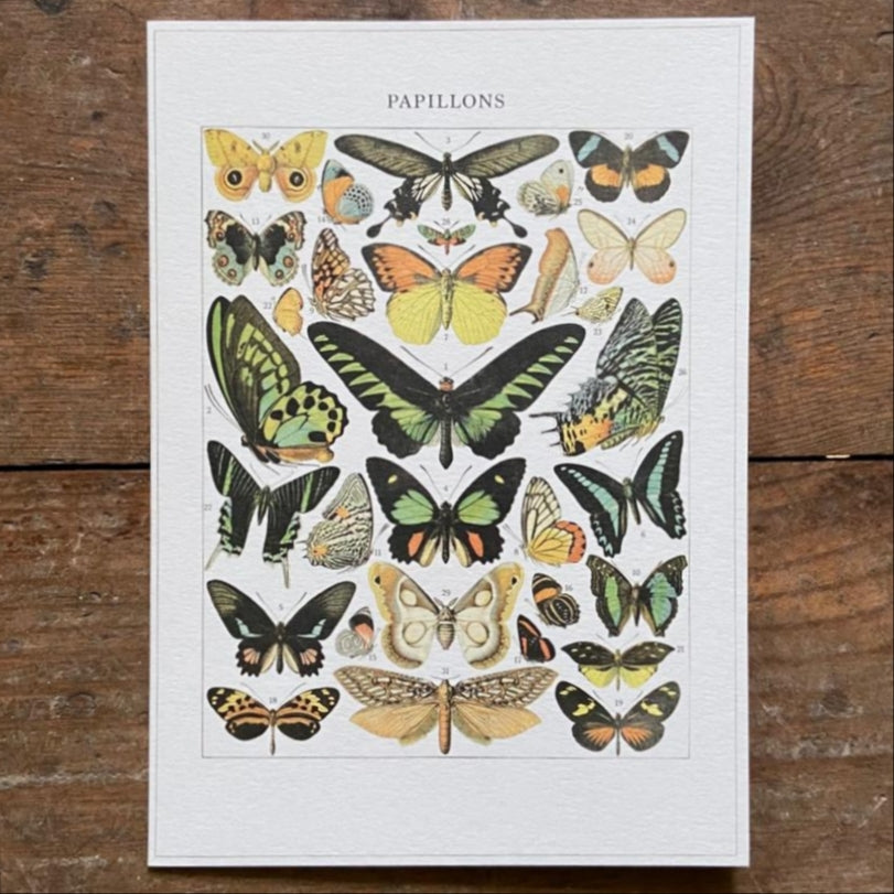 Vintage card 'Papillons'