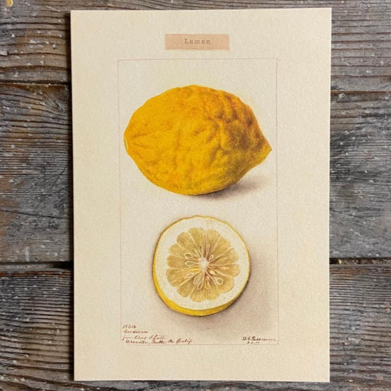 Vintage Card 'Lemon'