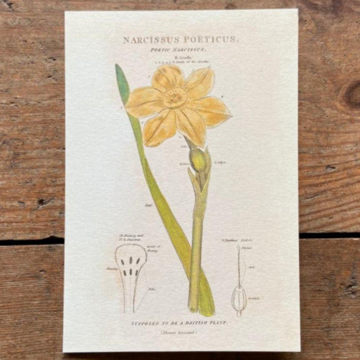 Narcissus - Greeting Card
