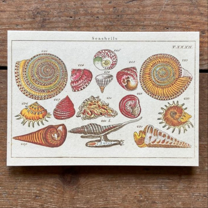 Vintage card 'Seashells'