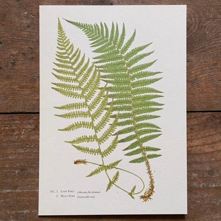 Vintage card fern by Francis George Heath