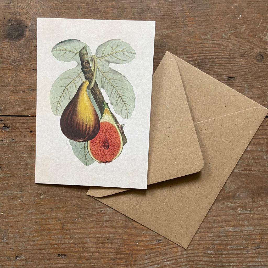 Vintage card 'Fig Plant' with envelope