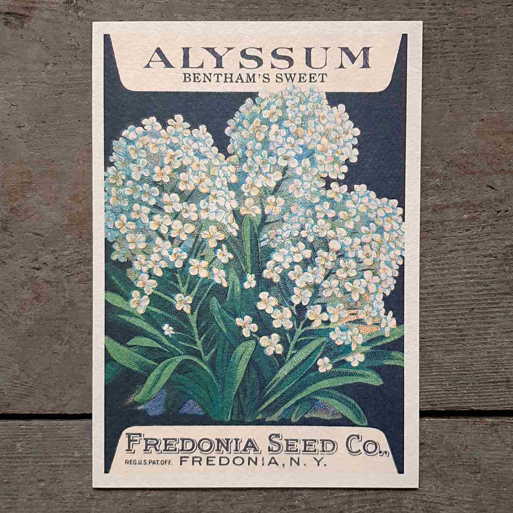Alyssum Greeting Card - beautiful reproduction of a vintage seed packet