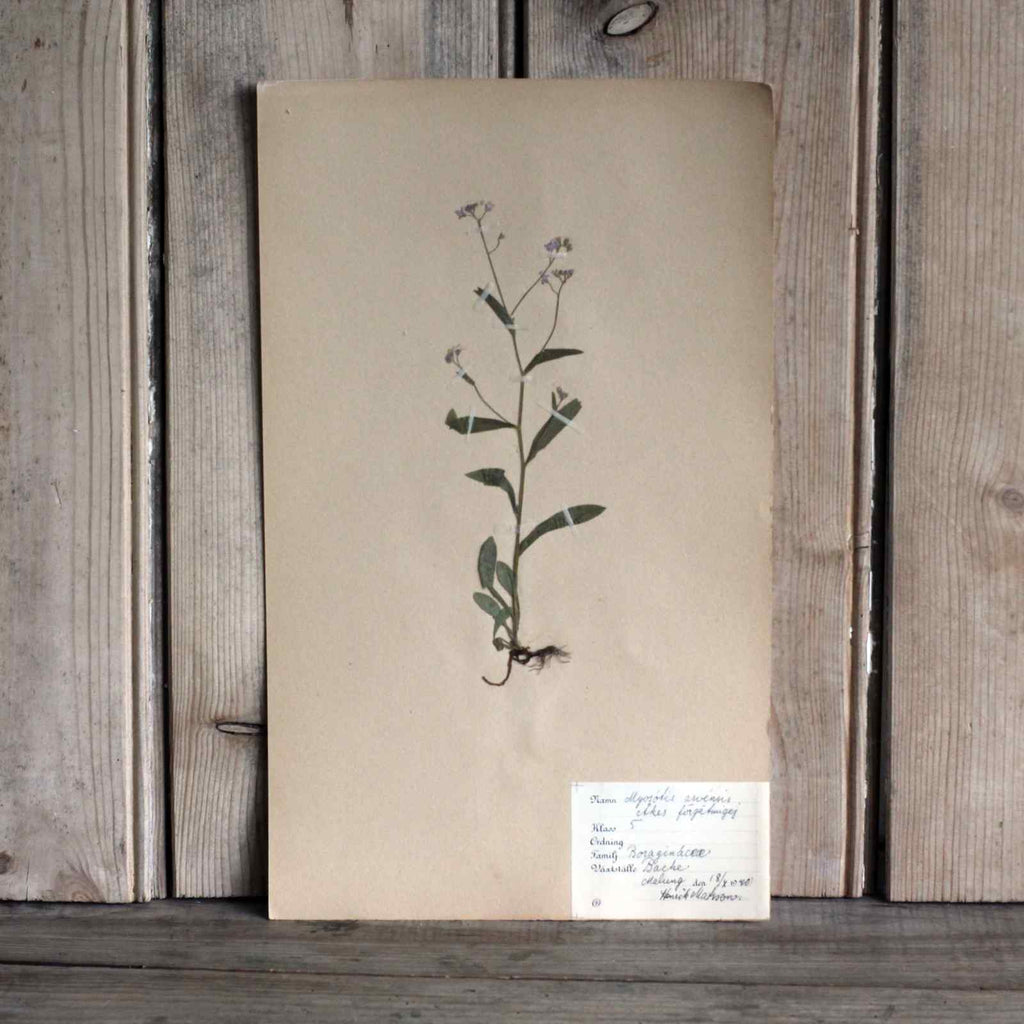 Vintage Botanical Specimens