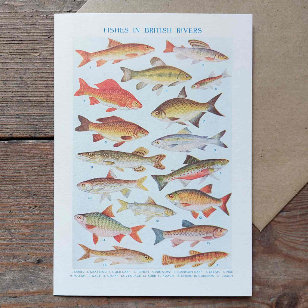 Fishes in British Rivers Vintage Greeting Card