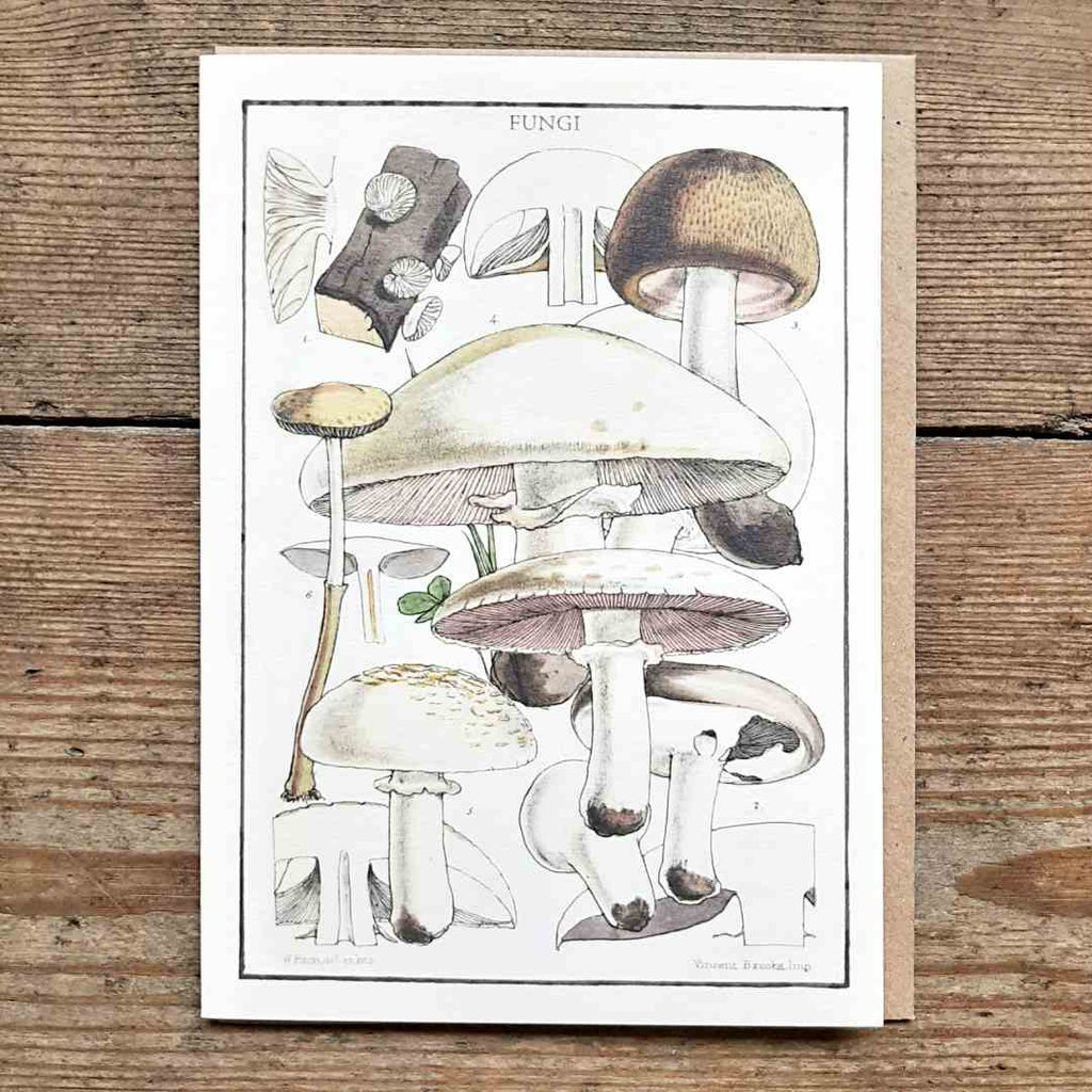 Fungi vintage card