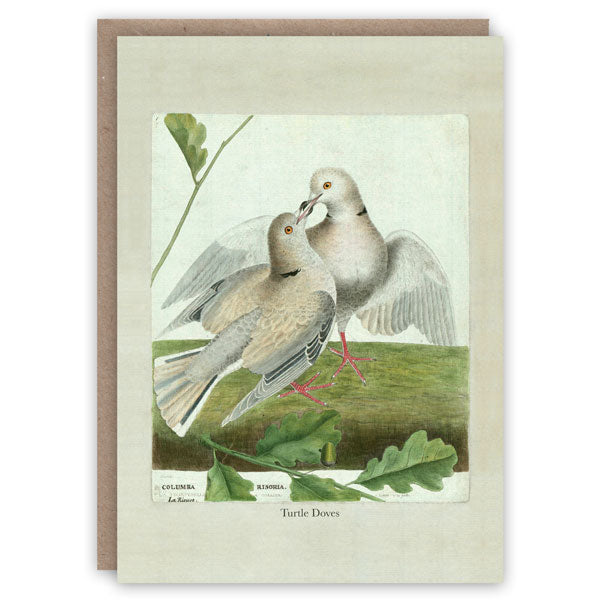 Turle Dove vintage card with kraft envelope