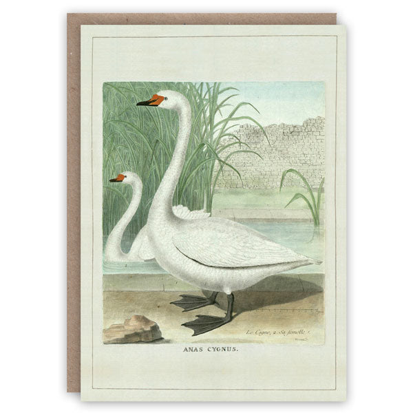 Greeting Card - Swans, a lovely Valentines card