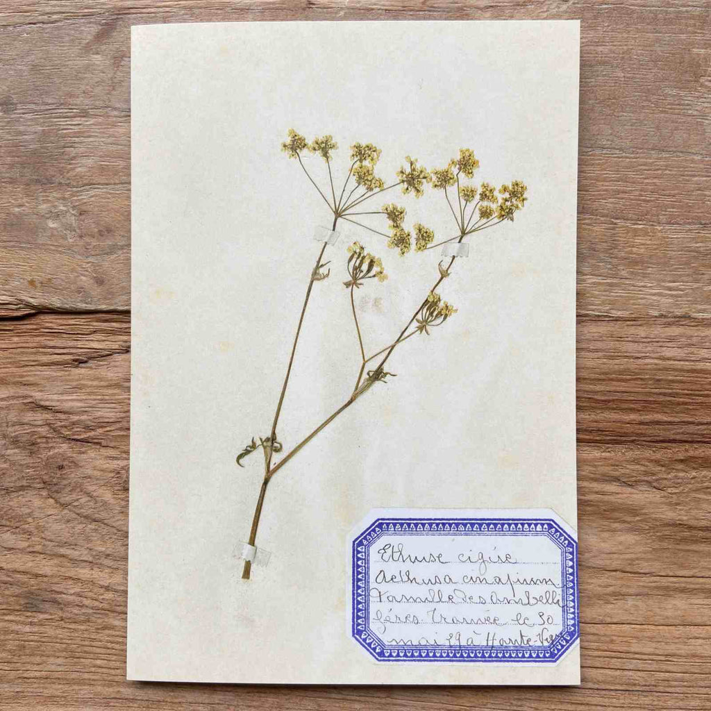 Pressed Flower Vintage Greeting Card 