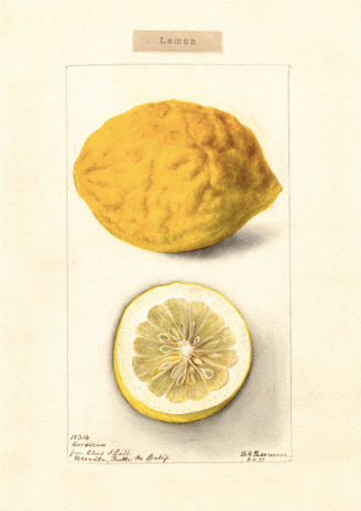 Vintage Card 'Lemon' detail