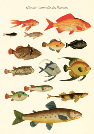 Vintage card 'History of Fish' detail