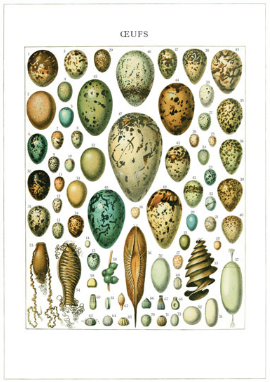 Vintage card 'Eggs' detail