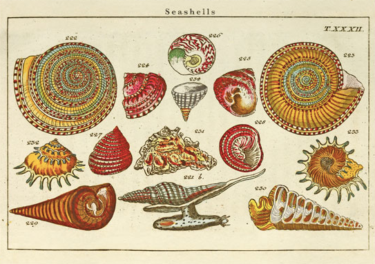 Vintage card 'Seashells' detail