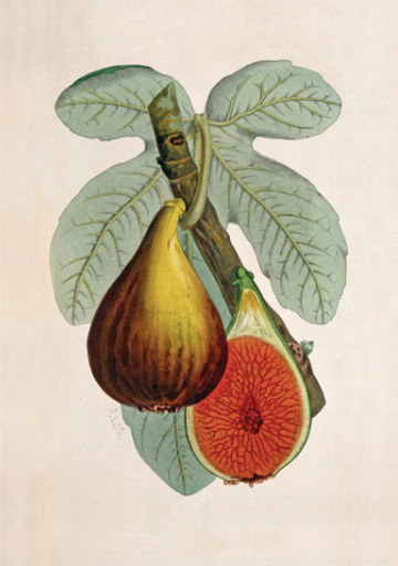 Vintage card 'Fig Plant' detail