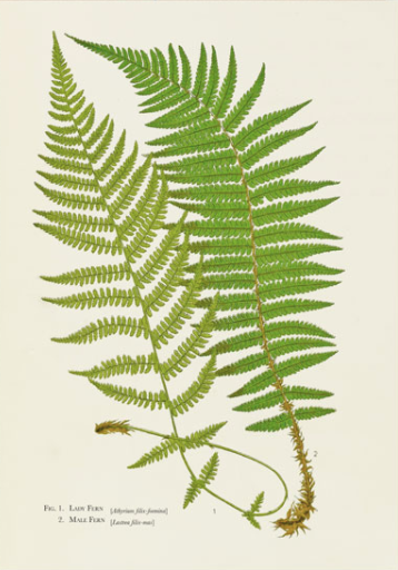 Vintage card fern by Francis George Heath detail