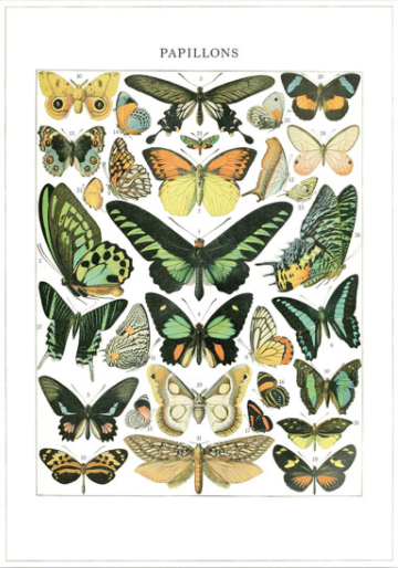 Vintage card 'Papillons' detail