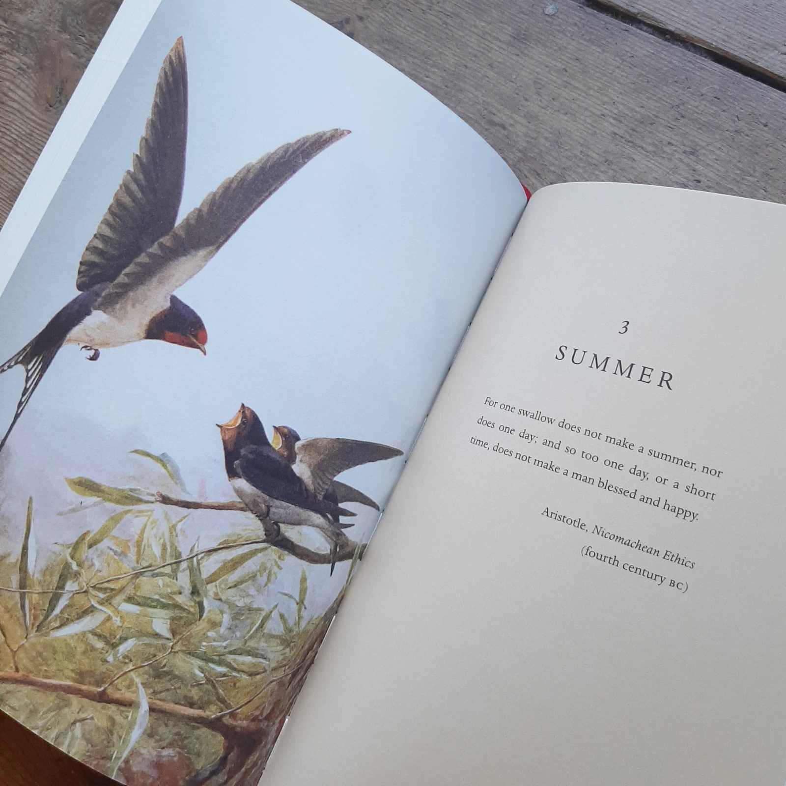 The Swallow: A Biography