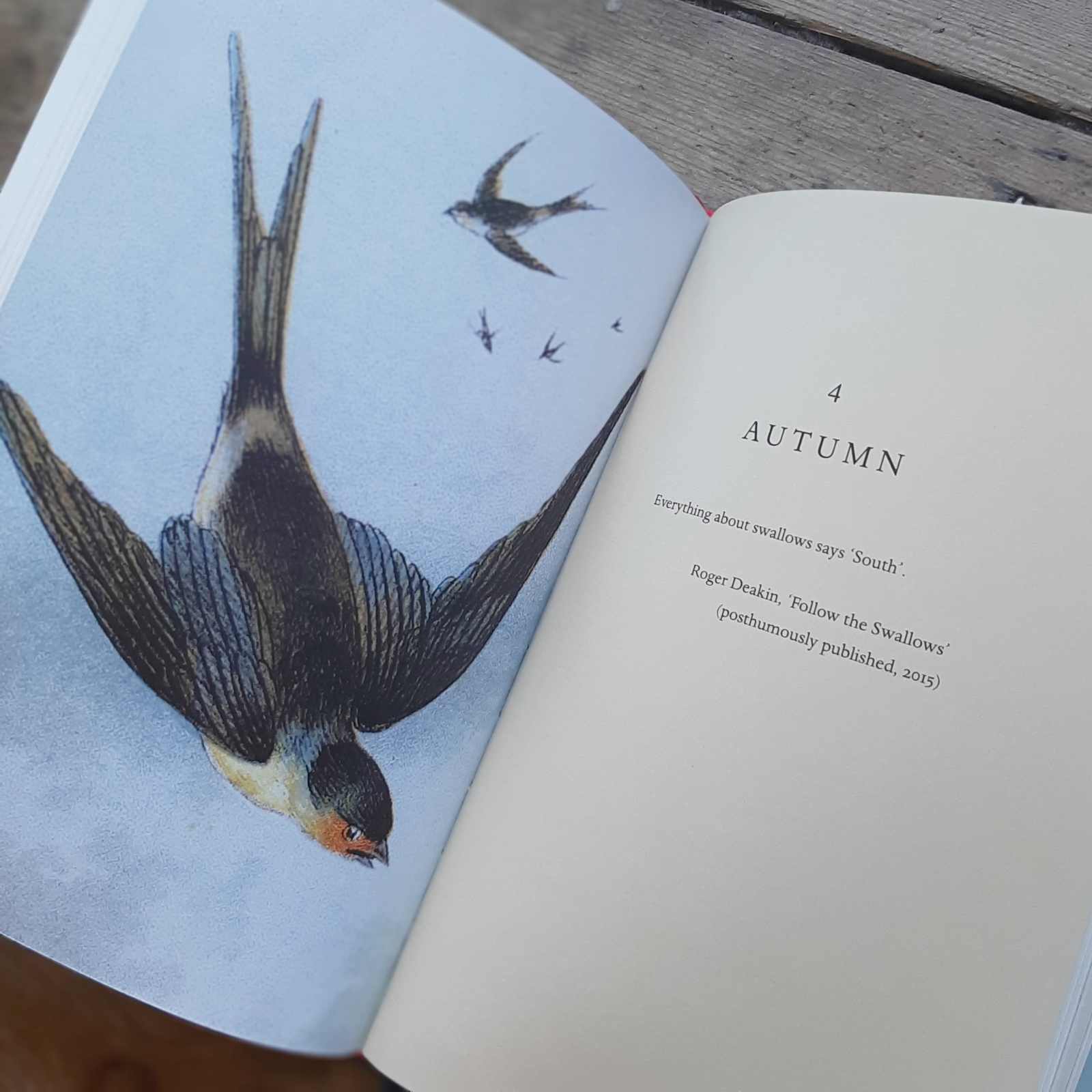 The Swallow: A Biography