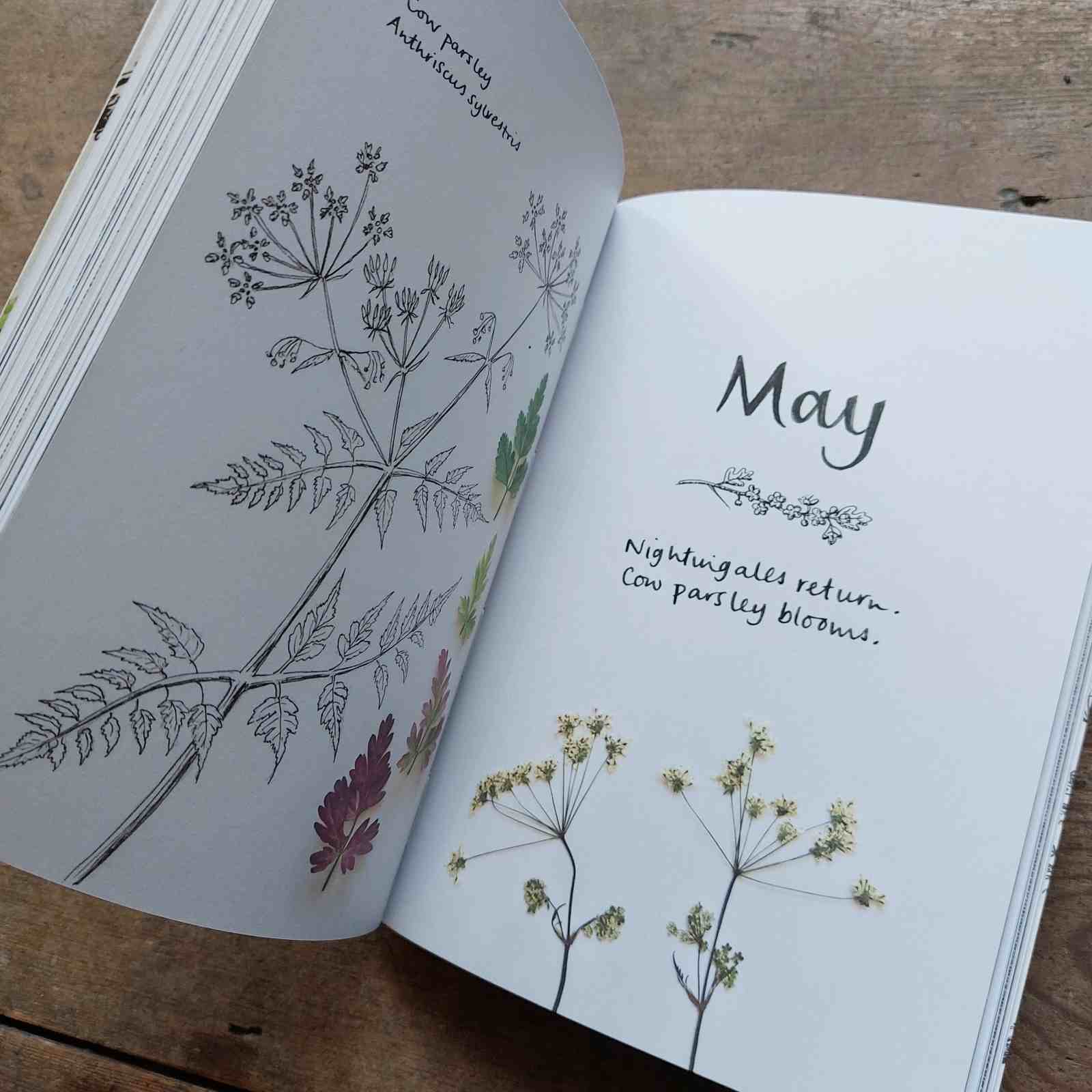 The Wild Remedy - Emma Mitchell