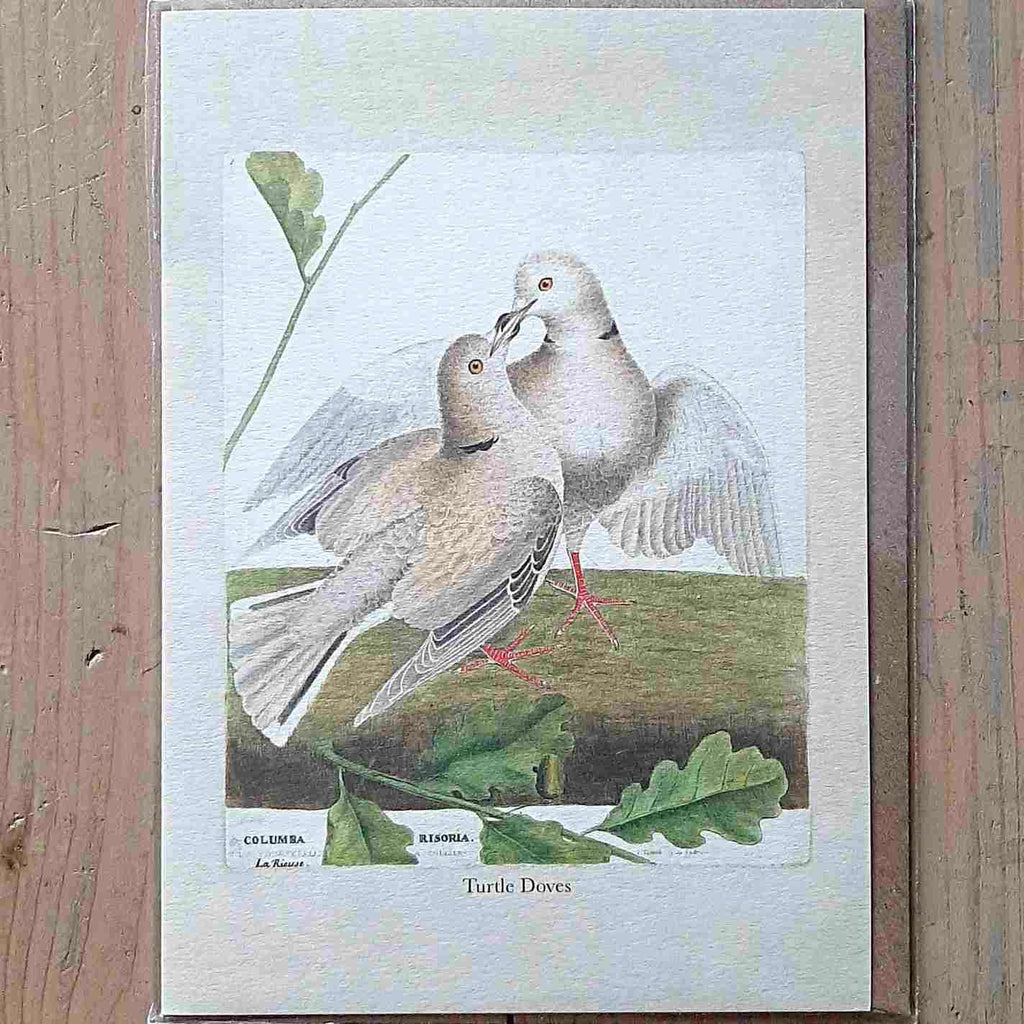 Vintage card with turtle dove of histoire naturelle design