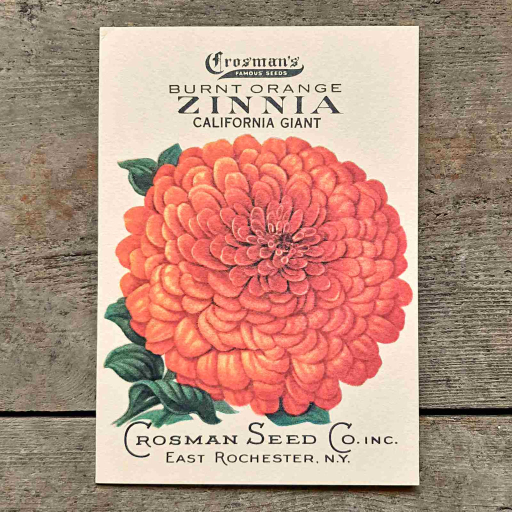 Zinnia Greeting Card - beautiful reproduction of a vintage seed packet