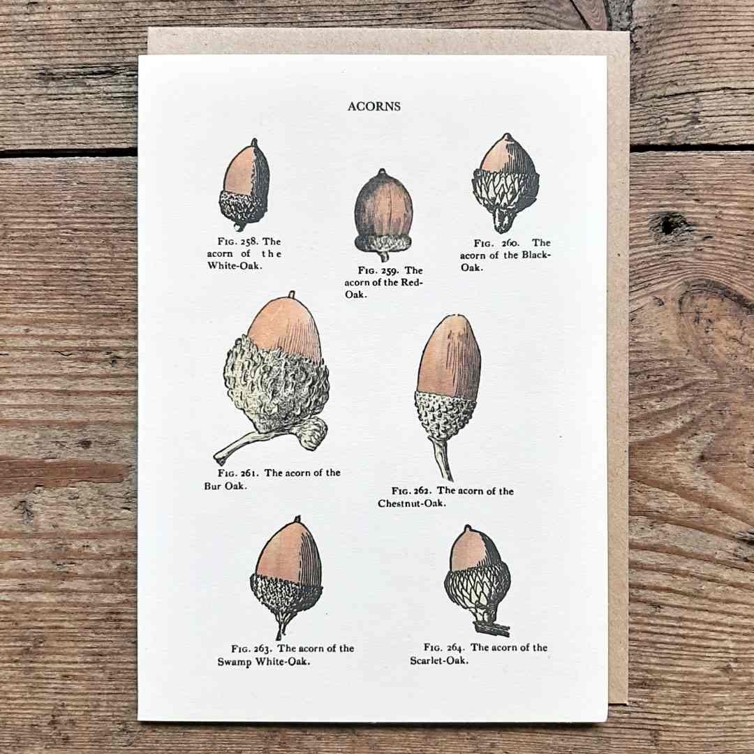 Acorns vintage card