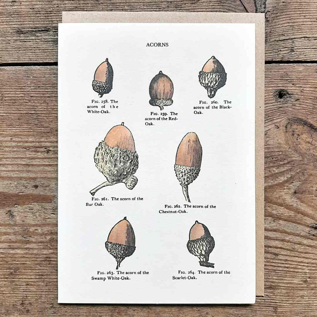 Acorns vintage card