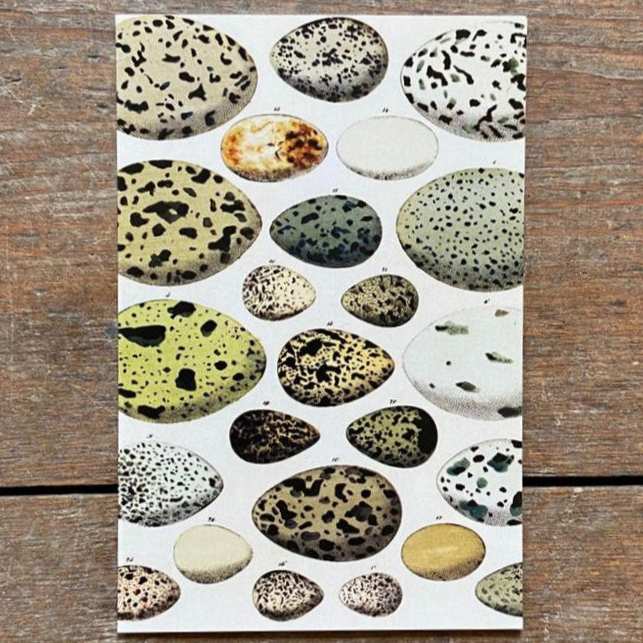 Vintage card with egg illustration