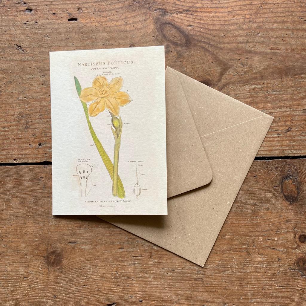 Narcissus - Greeting Card