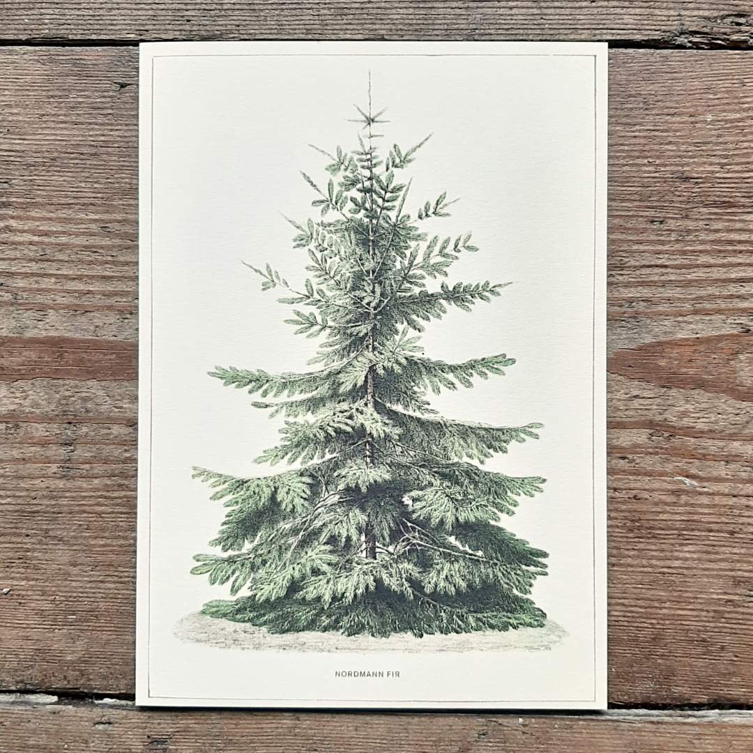 Single Christmas card - Nordmann Fir